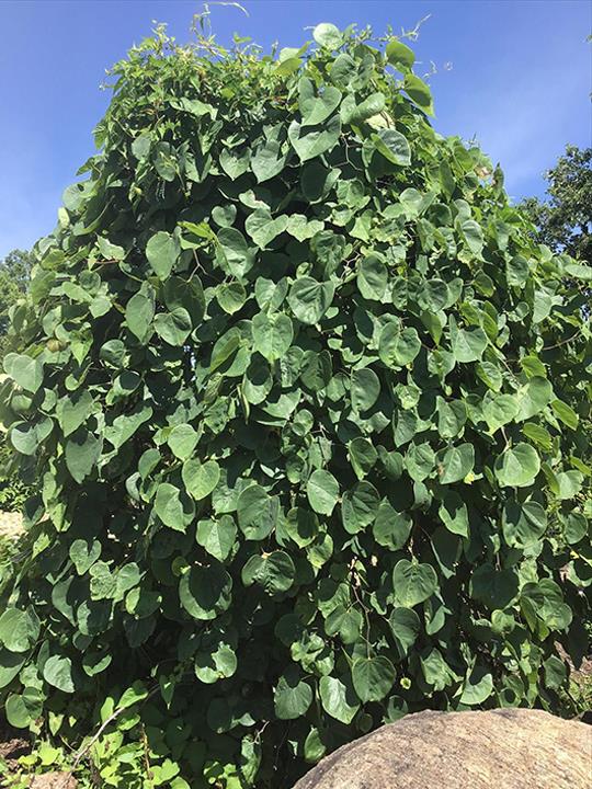 Jackson's Nursery, Inc. Greensburg, IN